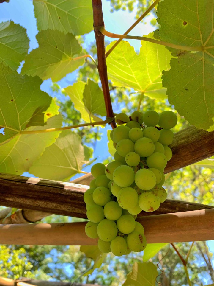 Uvas verdes