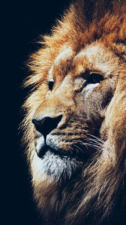 animales