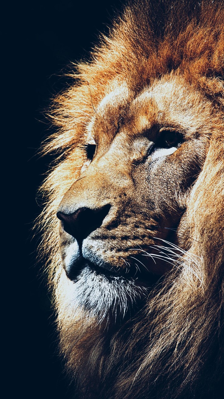 animales