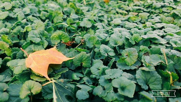 Leaf