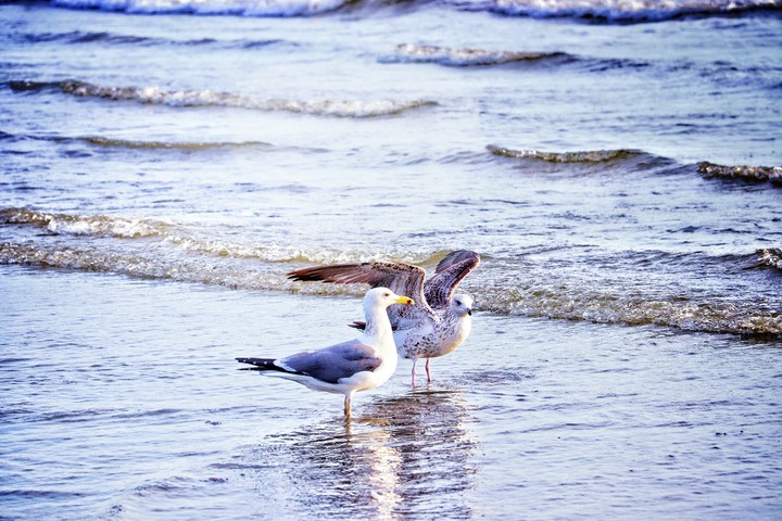 birds ?