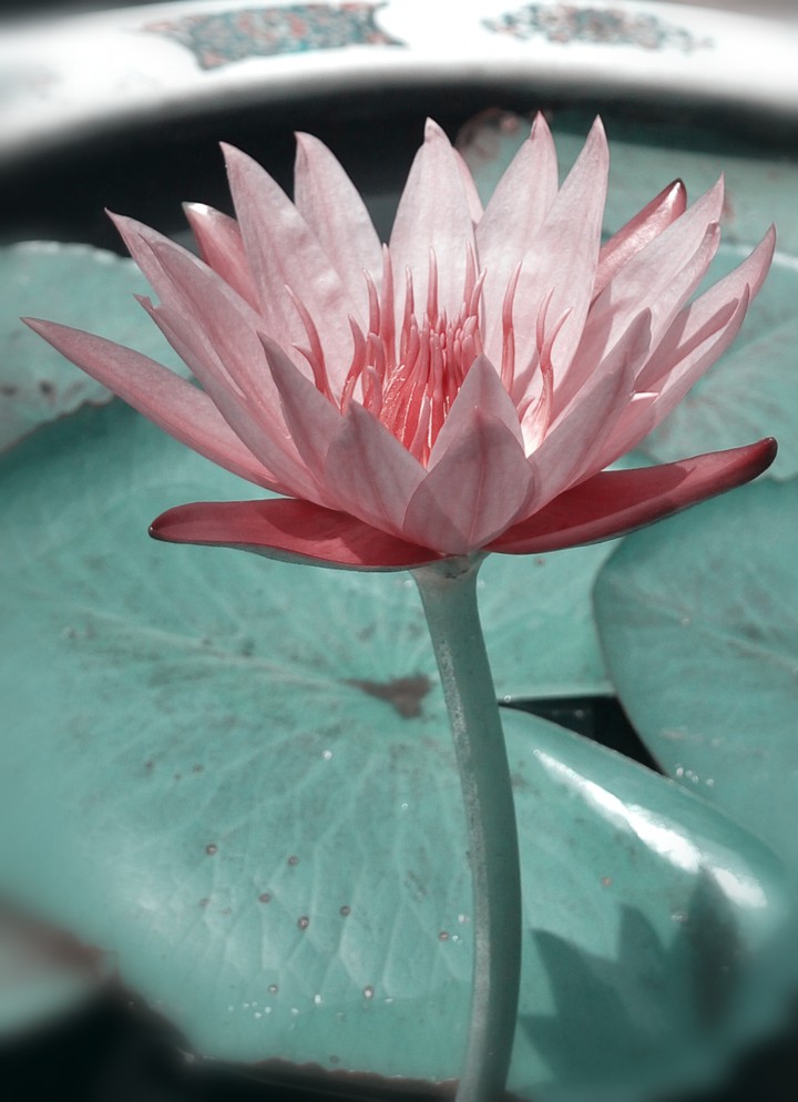 The Lotus