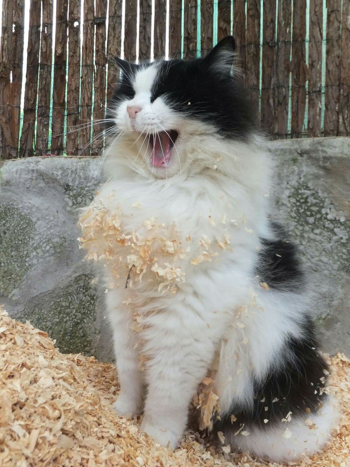 Roar