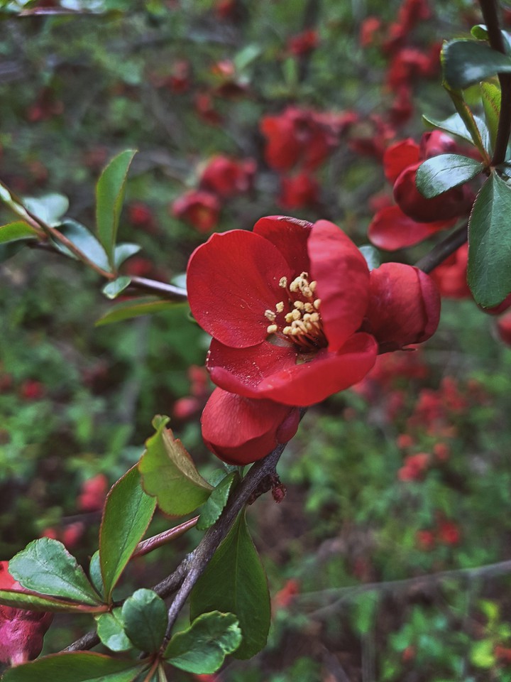 Spring