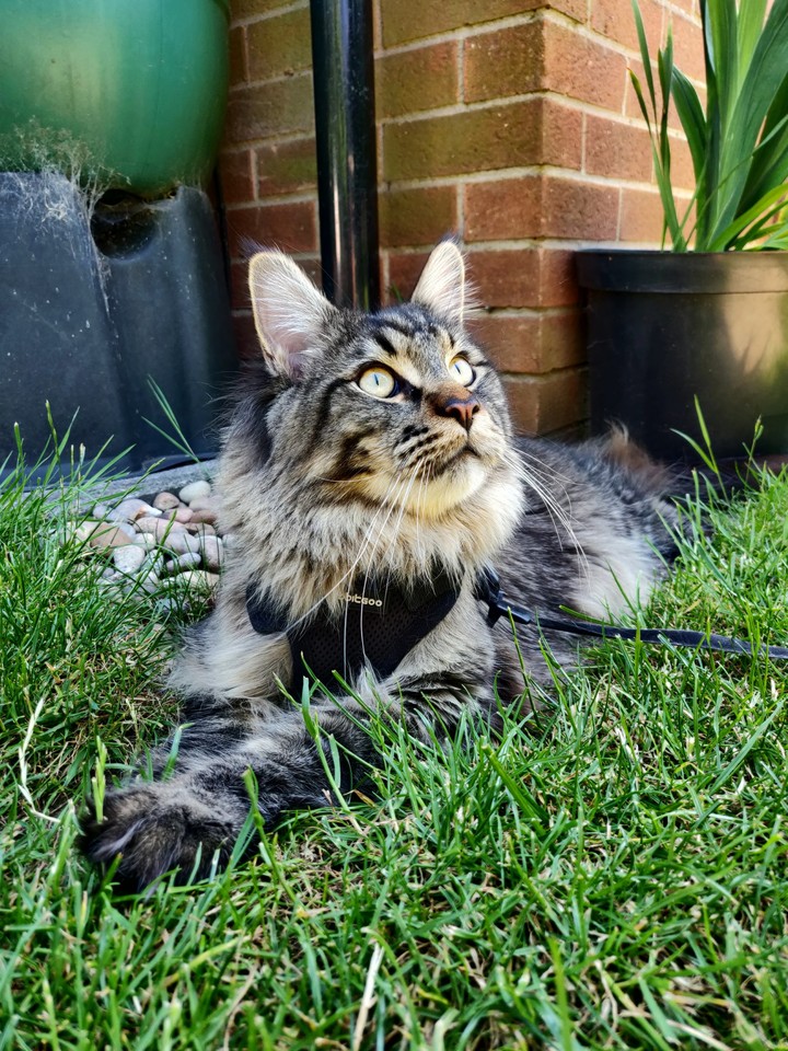 majestic