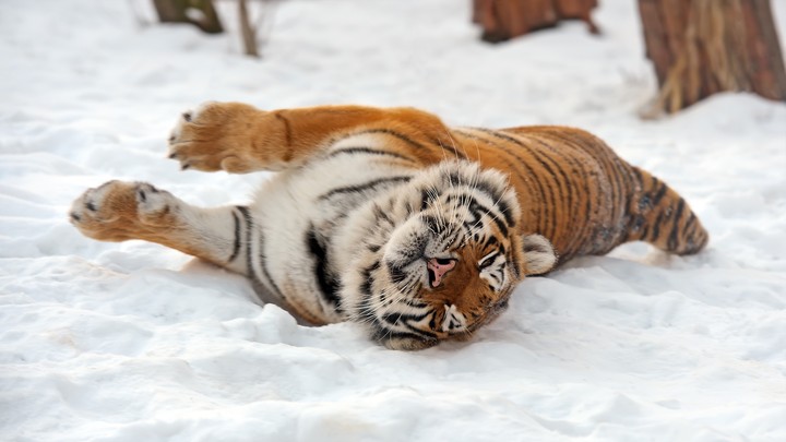 Tiger
