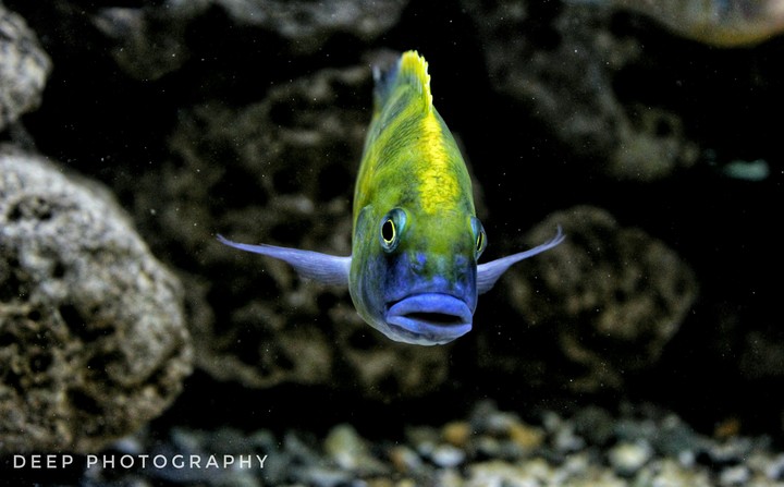 Snapper Eye