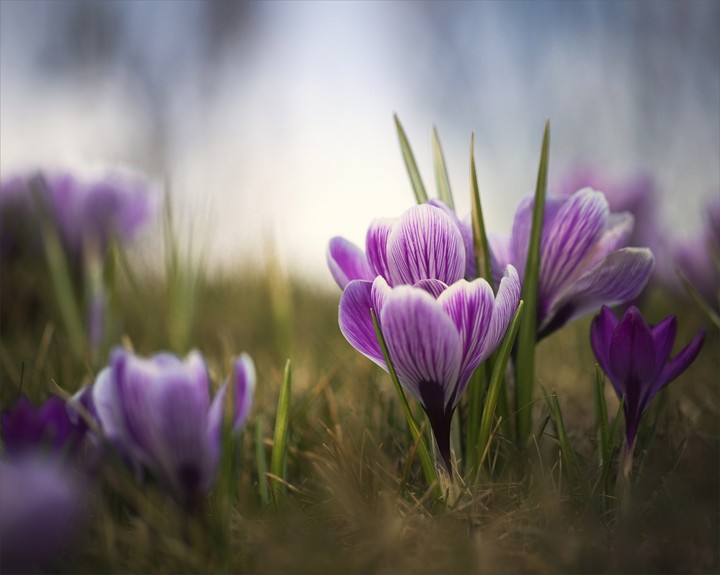 crocus