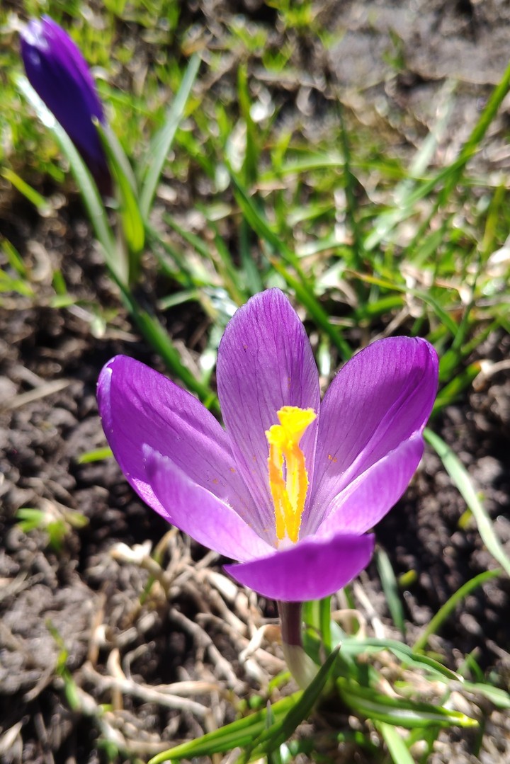 Crocus