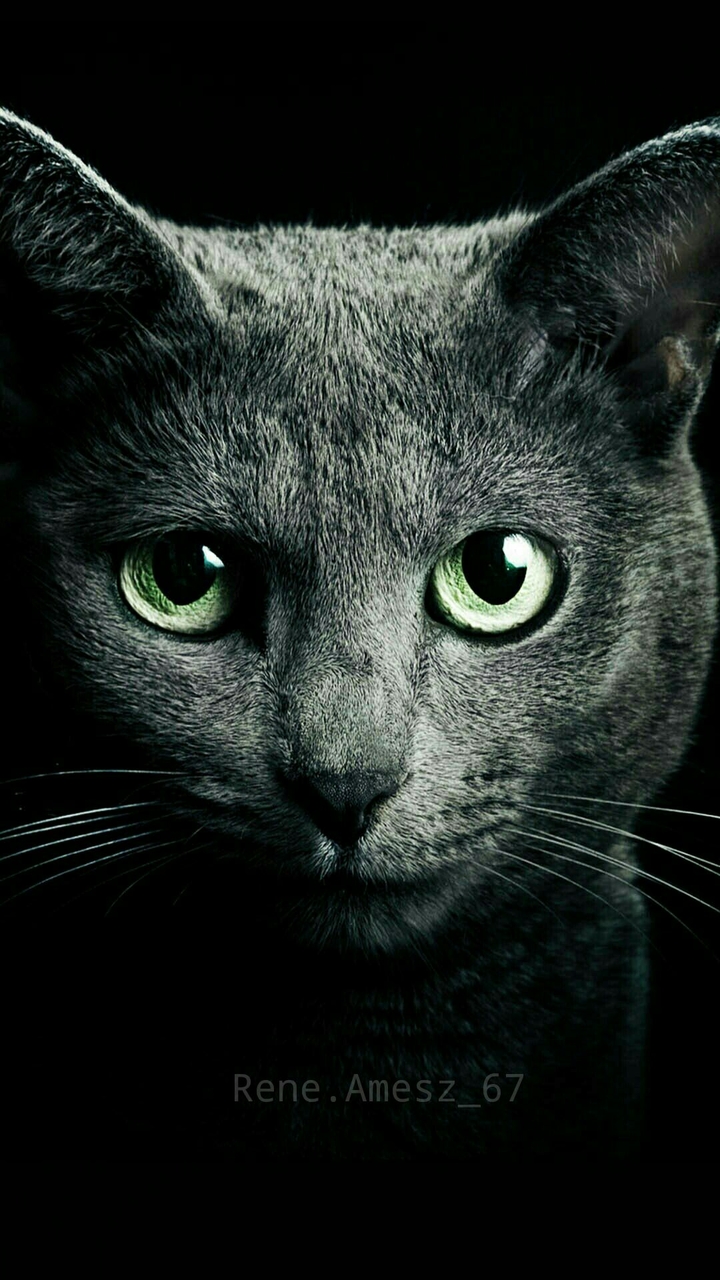 cate