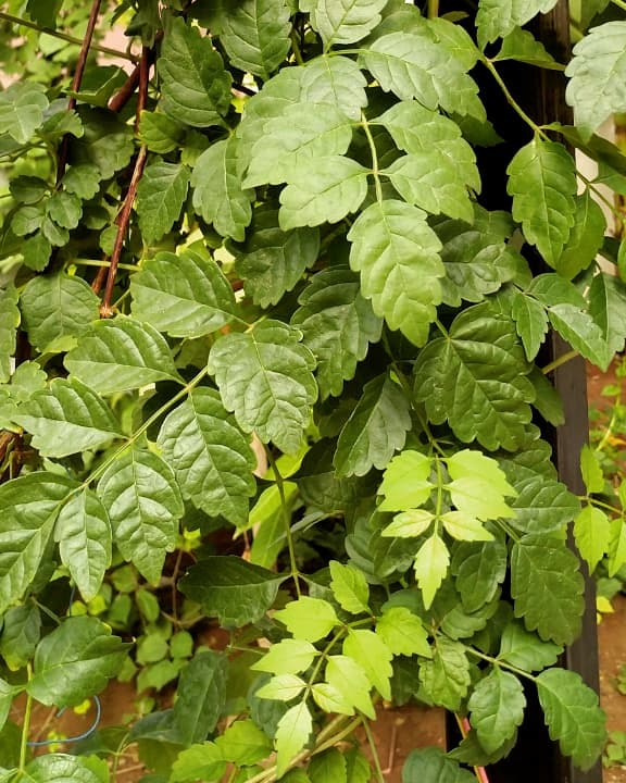 green
