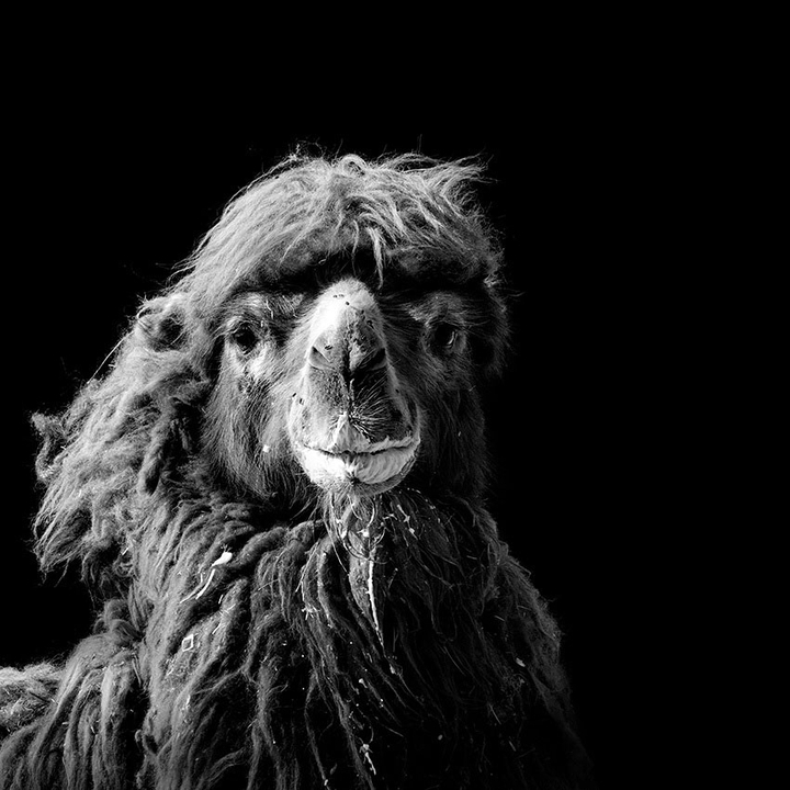 camel