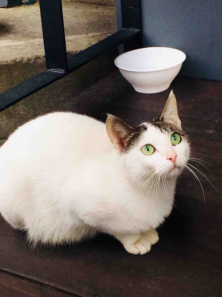 The cat