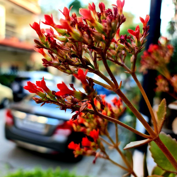 flower