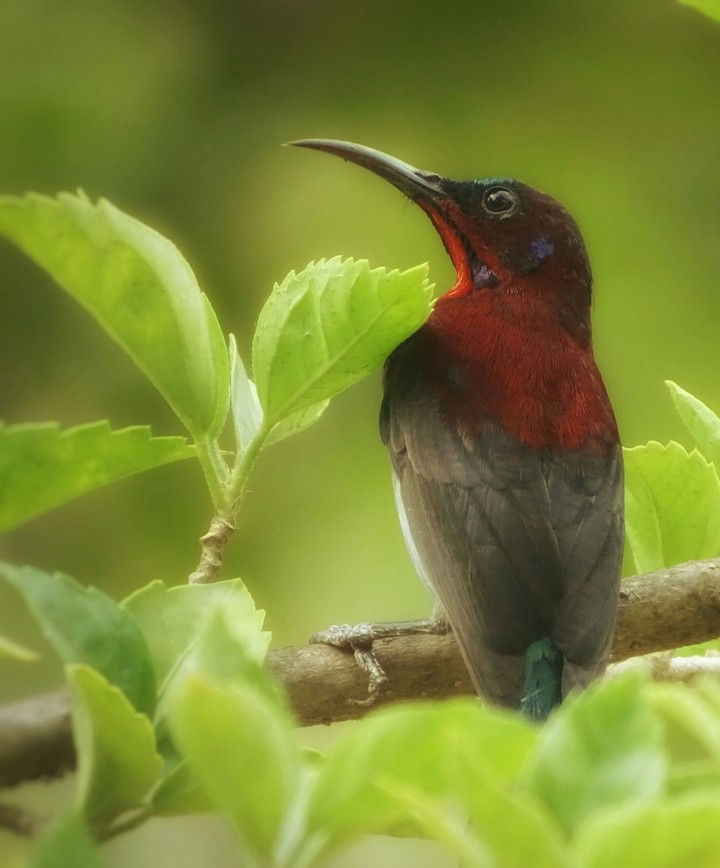 sunbird