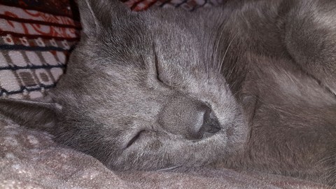 Gato