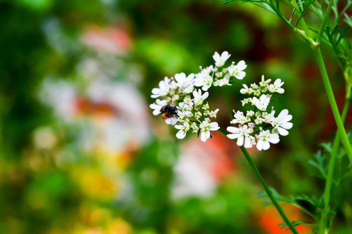 honey bee