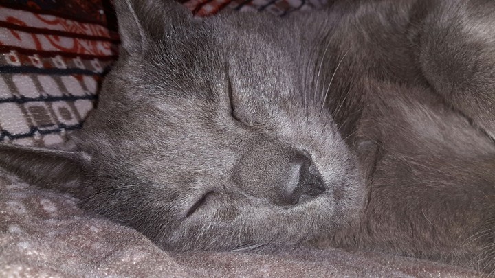 Gato