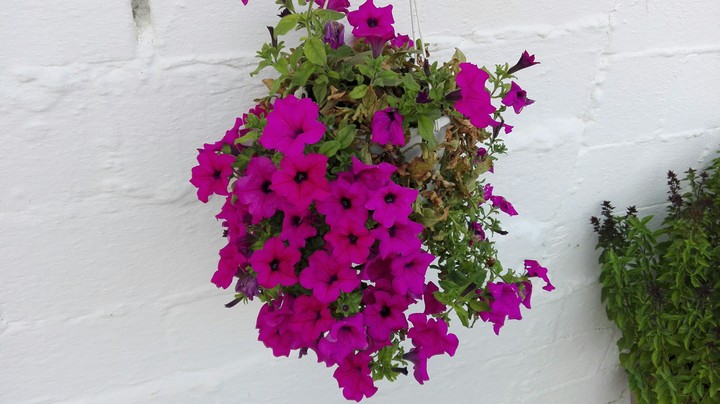 Flower