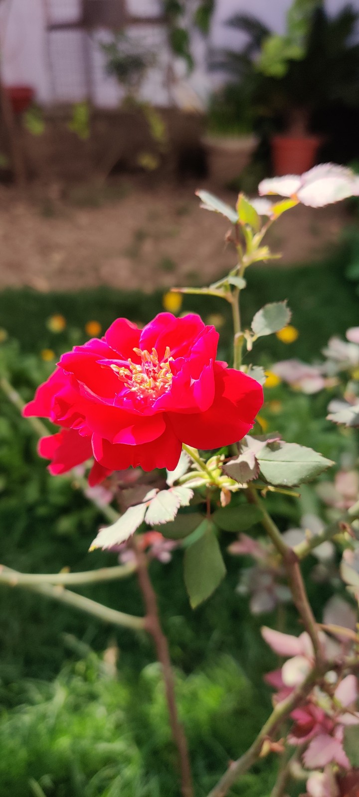 rose red