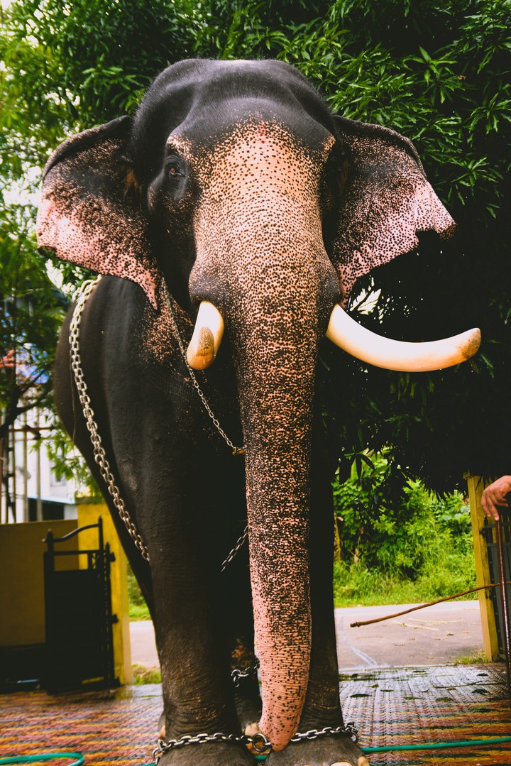 elephant