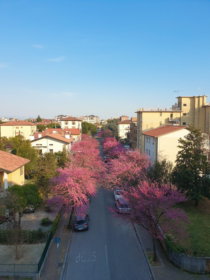 primavera