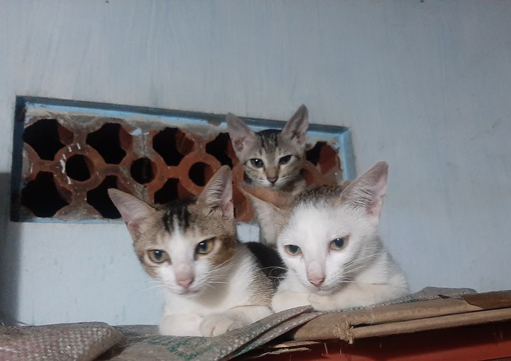 3 Innocents