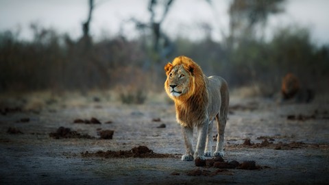 тапети Wilderness, carnivores