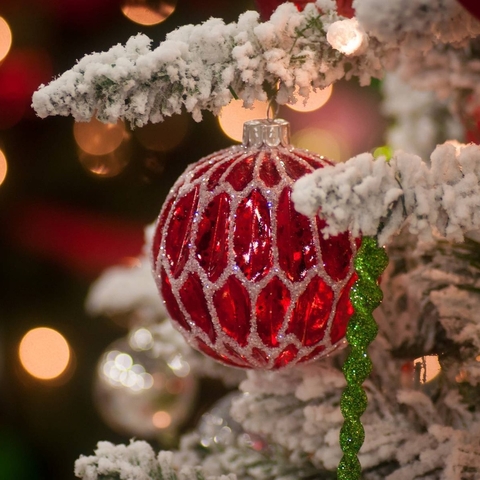hình nền christmas, spruce