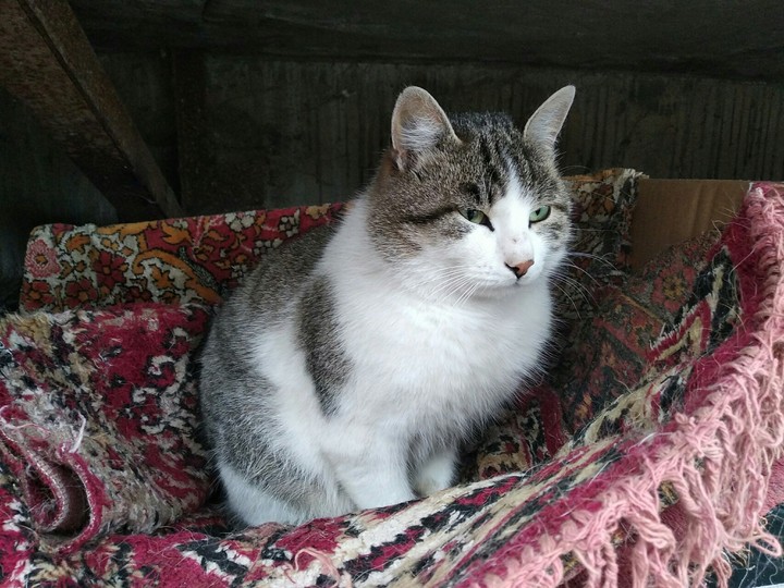 gattone..