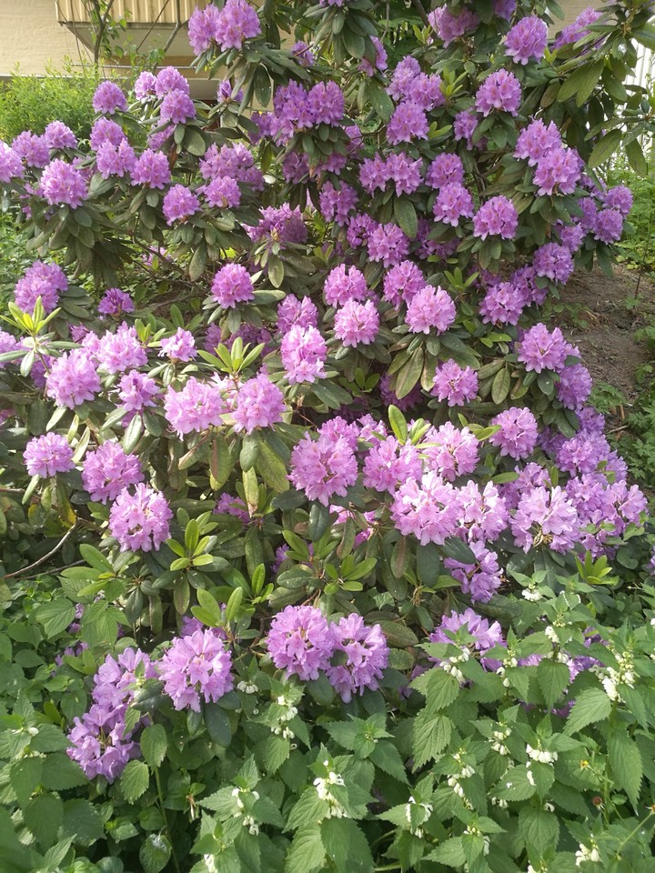 Purple bliss