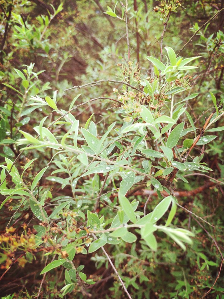Bush