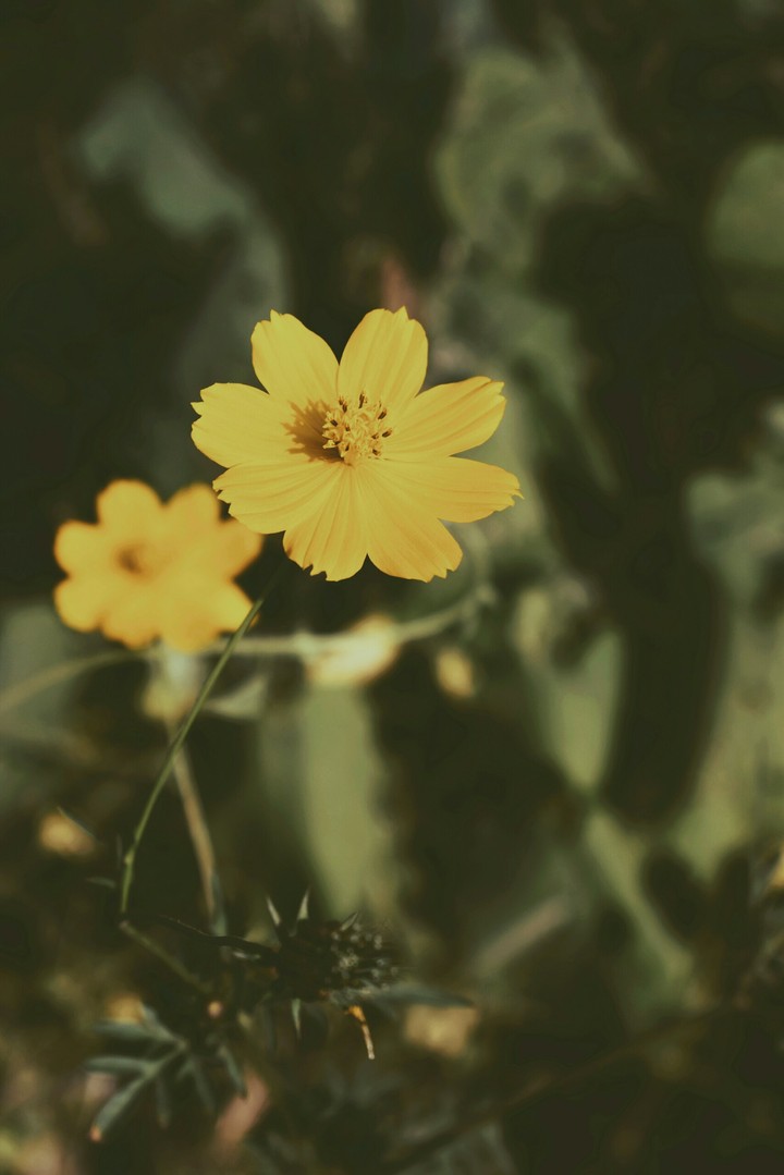 bloom