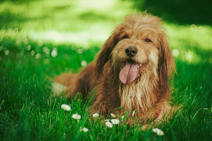doggo
