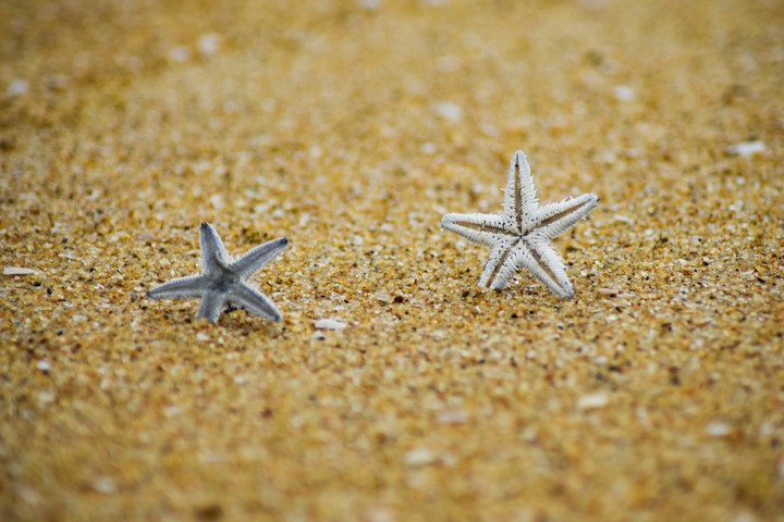 star fish
