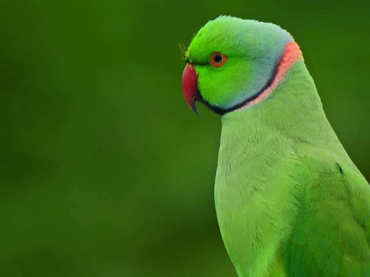 Bird