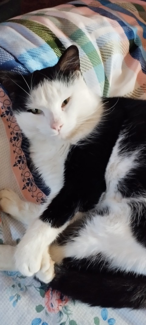 обои Tail, comfort