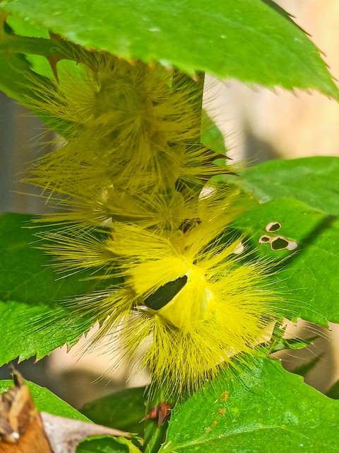 home caterpillar
