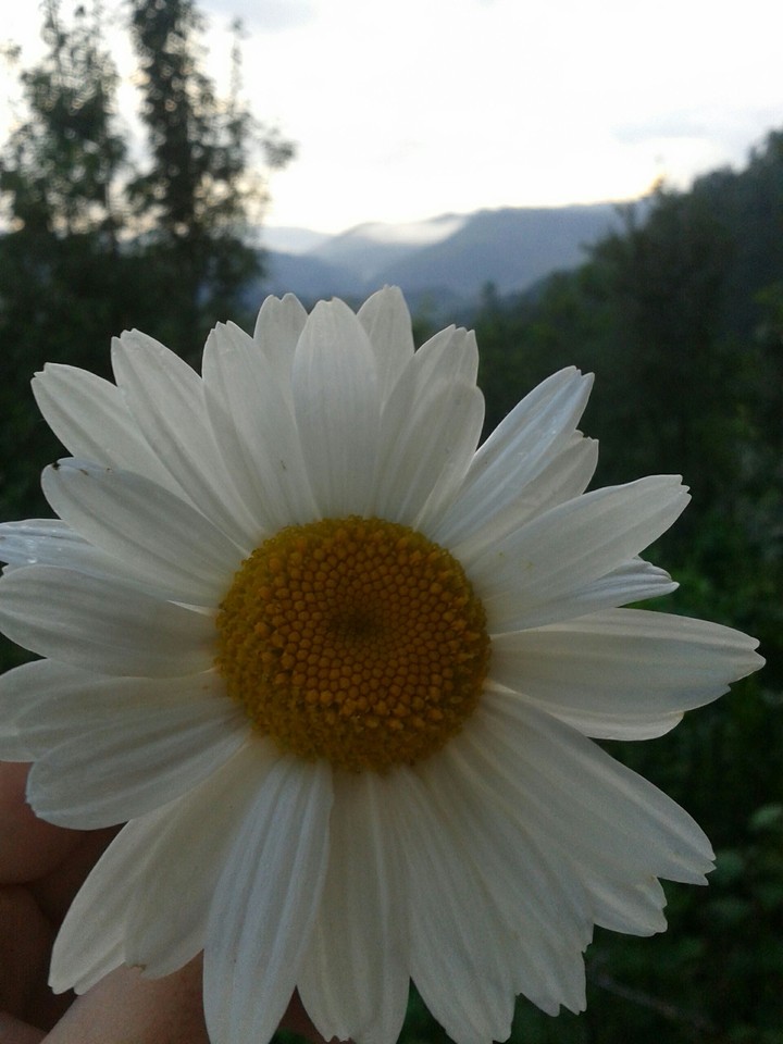 flower