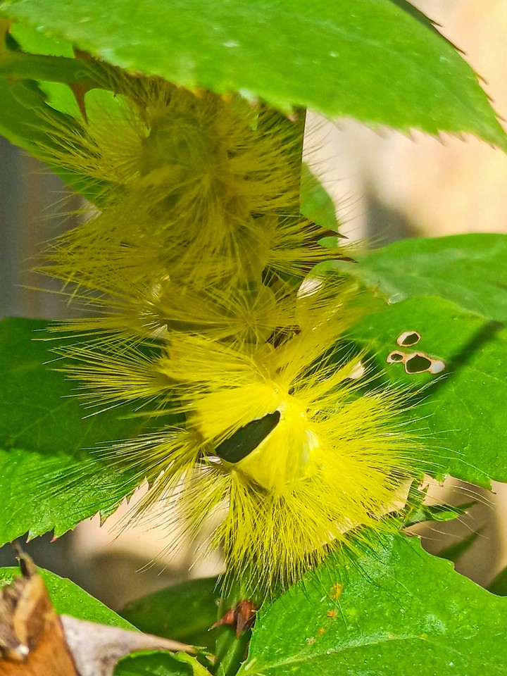 home caterpillar