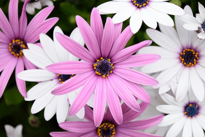 pink