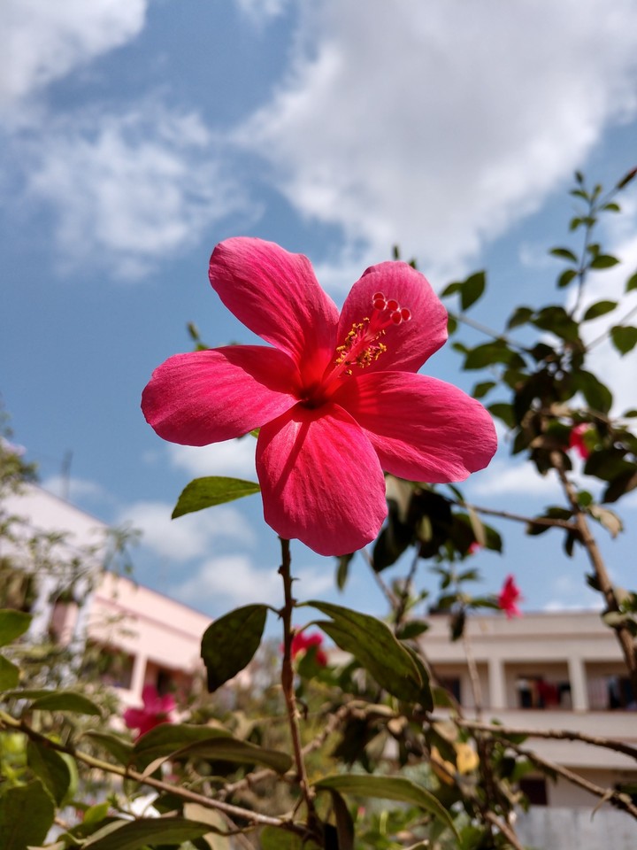 ##ThE FlowErzzzzz Mania