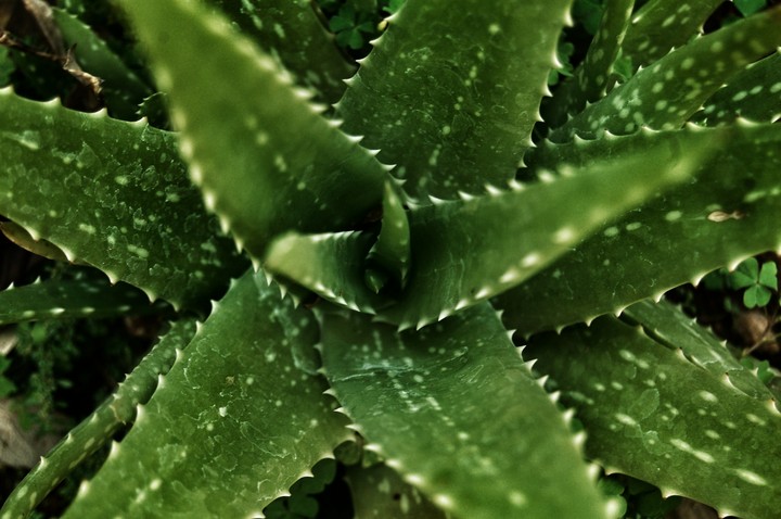 Aloe