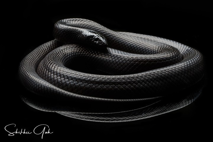 Mexican King Snake
+ shikhei goh