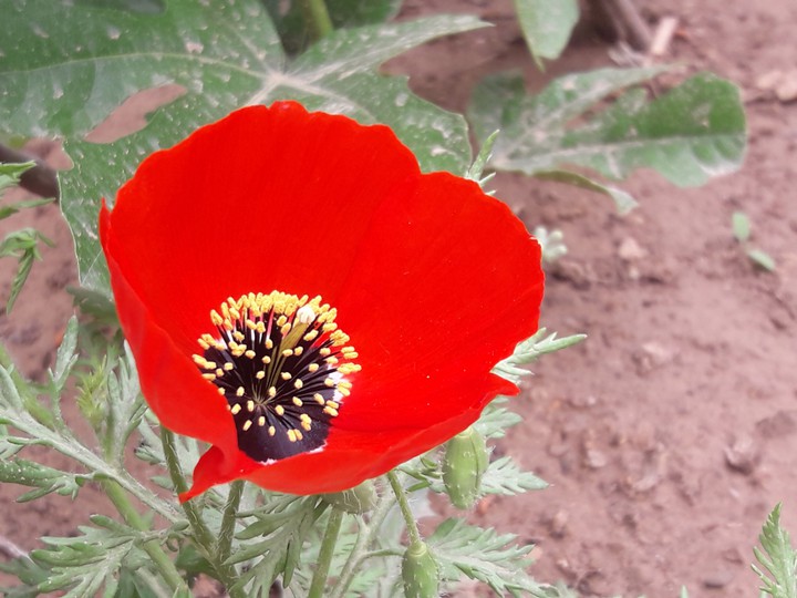 Anemone flower