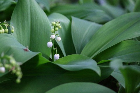 plant, flower Hintergrundbilder