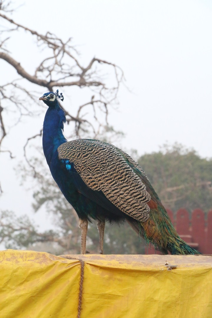Peacock