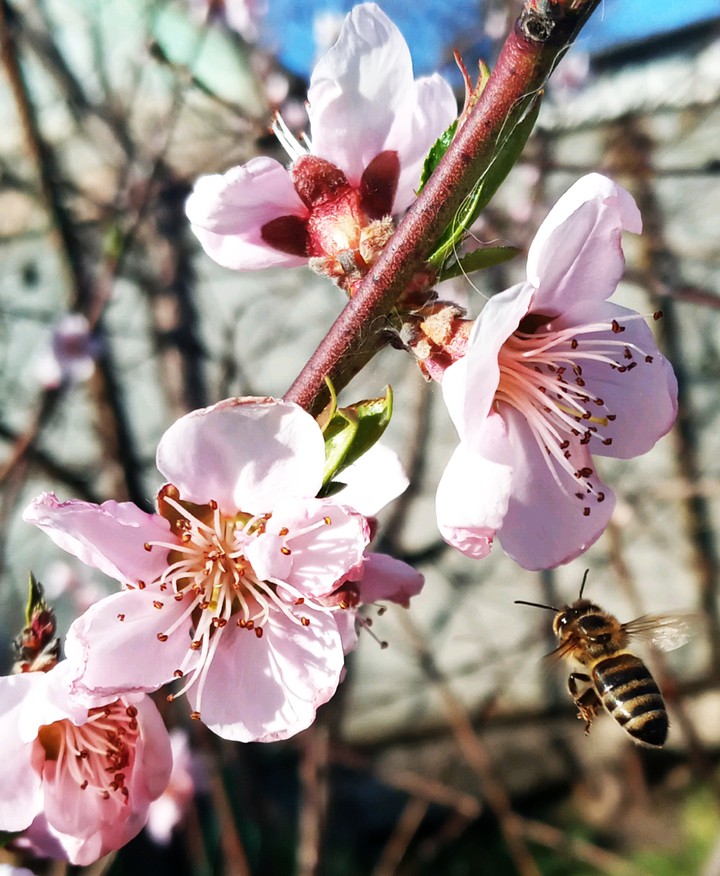 bee near a flower