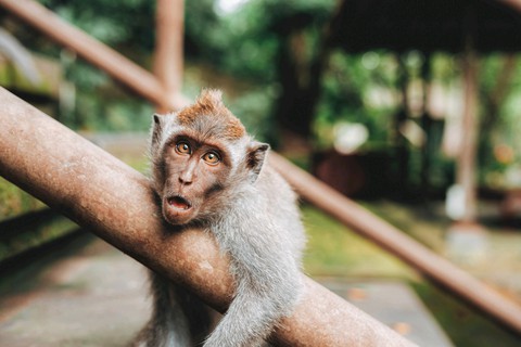 vertebrate, primate duvar kağıtları