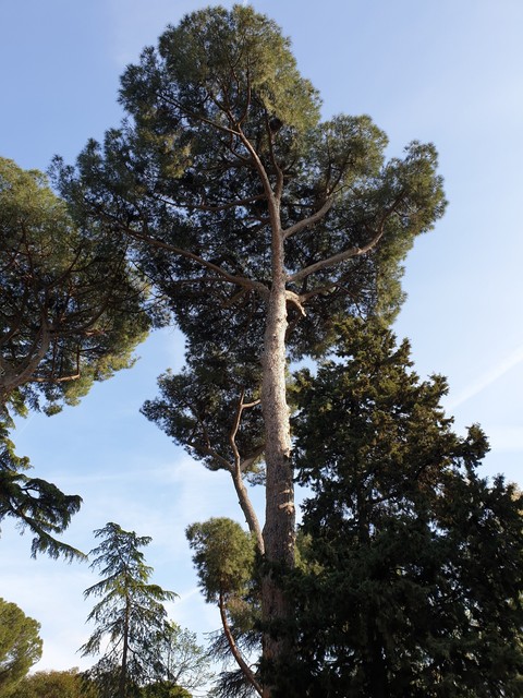 Alberi